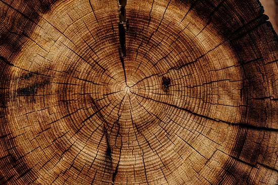 Cross-section of wood log as we learn that wood absorbs or releases moisture depending on its surroundings.