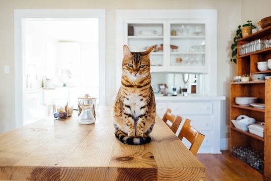 A cat sits on a wooden table with a hardwood floor in the background