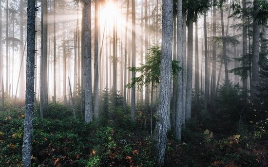 Sunlight shining through a forest of different kinds of trees