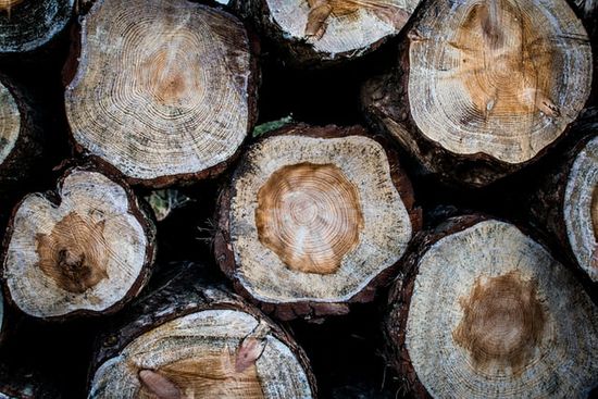 Wood logs that have been sawn to show their rings