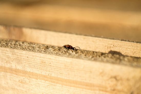 A termite on a wood plank