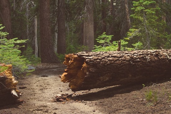 A fallen tree in the forest that's ready to be fresh-cut lumber