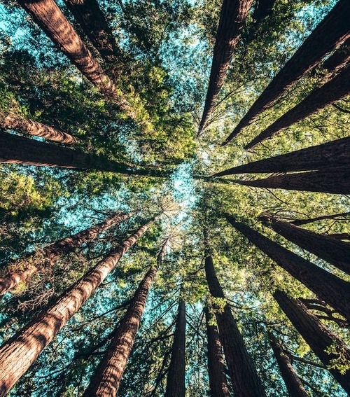 The tops of red cedar trees with blue sky behind