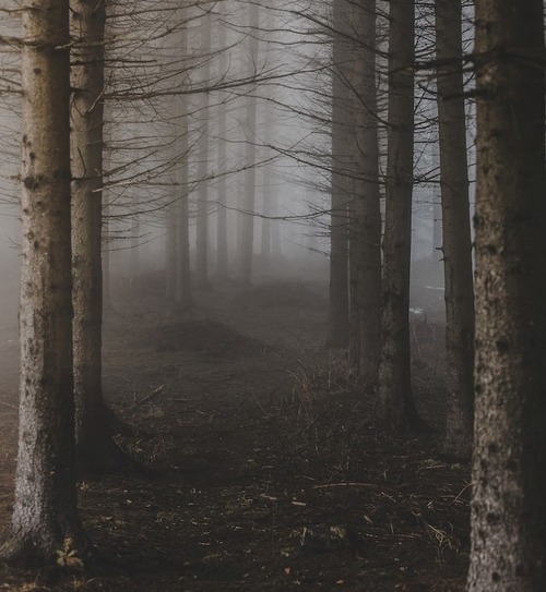 Barren hardwood trees during the winter