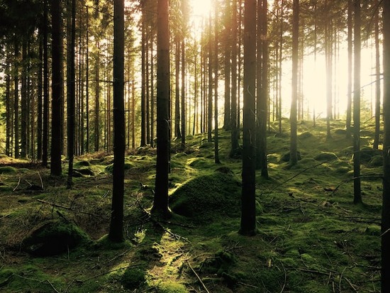A forest of pine trees with the sun streaming in