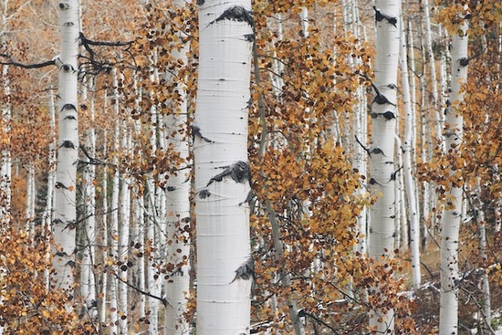 Birch trees with leaves turning orange