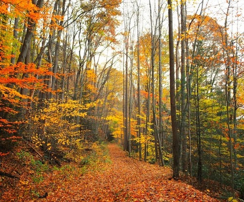 Colorful maple trees in a forest during autumn