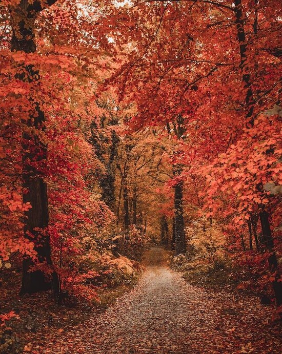 Hardwood trees in full orange and yellow colors in autumn