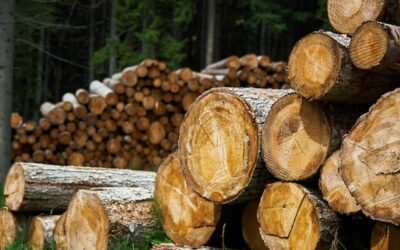 What Every Woodworker Should Know About Air Drying Wood