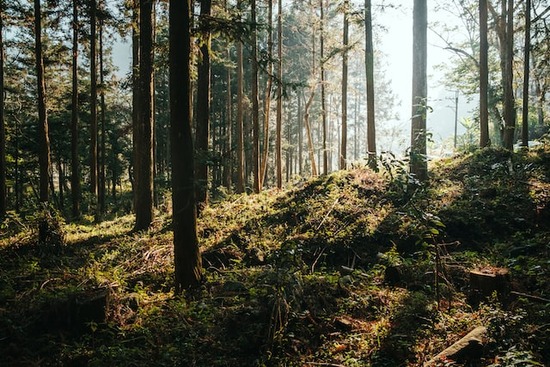 Hardwood Vs. Softwood—Which Should I Use?