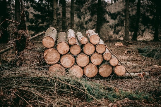 Freshly harvested timber in a pile