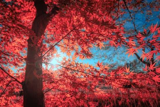 A maple tree with bright red leaves in the fall