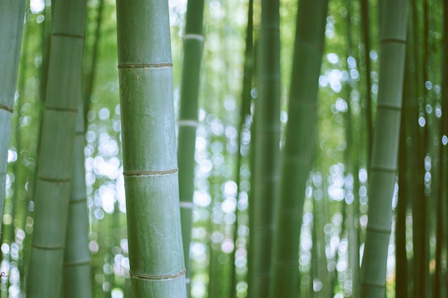 Bamboo trees  which help in eco-friendly flooring