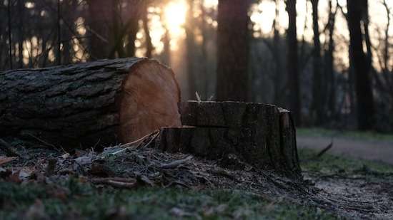 A cut wood tree lying in the forest
