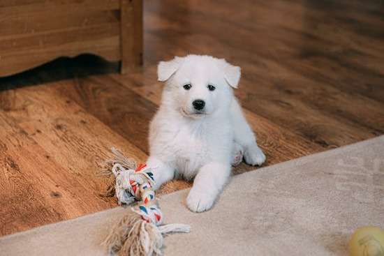 A puppy on a hardwood floor, a risk for scratches