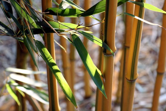 Bamboo stalks and leaves