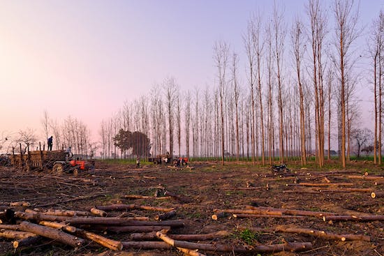 A tractor and group of workers harvesting wood at sunset