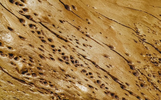 Termite infested wood with small holes in it