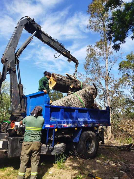 Two workers loading a large log into the back of a blue dump truck