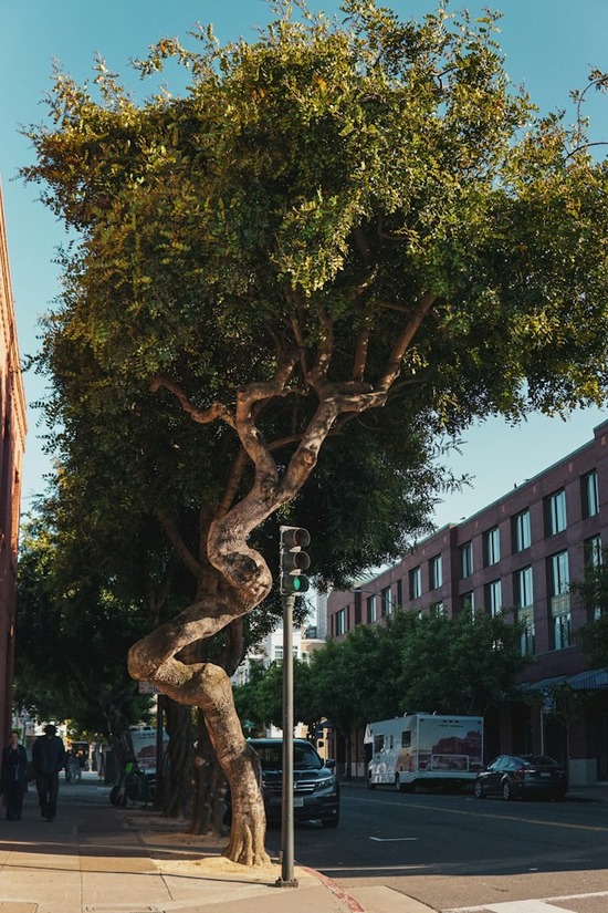 A tree that has twisted in response to its environment