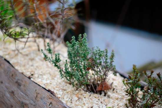 Plants growing in recycled sawdust
