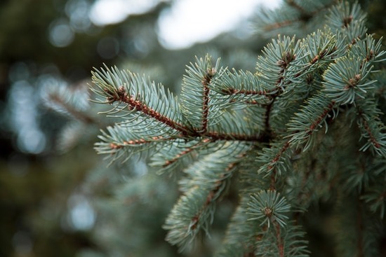 A branch of a pine tree