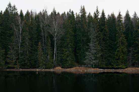 A forest of tall pine trees near a lake