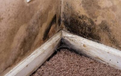 Can a Moisture Meter Detect Mold?