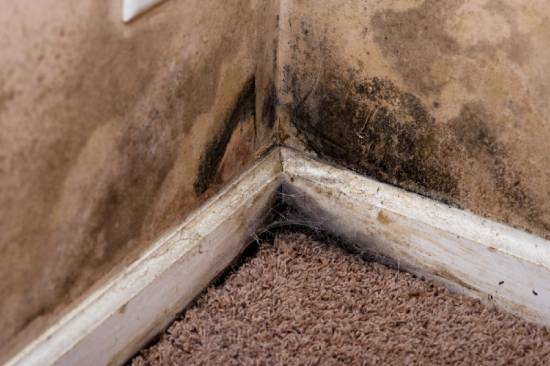 Can a Moisture Meter Detect Mold?