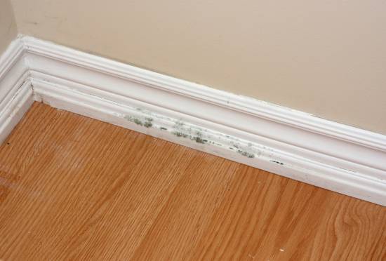What Moisture Level Does Mold Grow At?