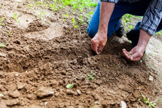 A man planting seeds