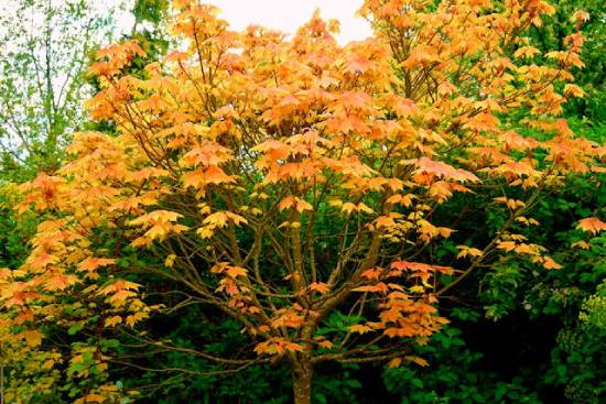 A maple tree with vivid orange leaves.