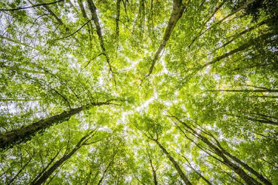 Looking up at an illuminated forest canopy.