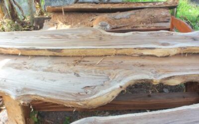 Woodworkers’ Cheat Sheet for Drying Live-Edge Wood